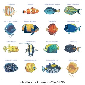 Vector set of tropical fish. Isolated pictures on a white background. 