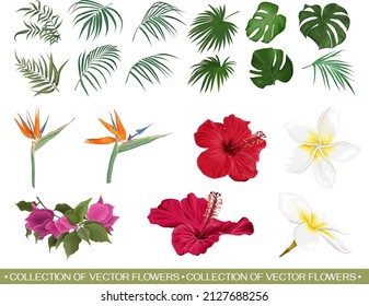 Vector set of tropical flowers and leaves. Hibiscus, monstera, palm leaves, bougainvillea, strelitzia, frangipani. Flowers and leaves on a white background.