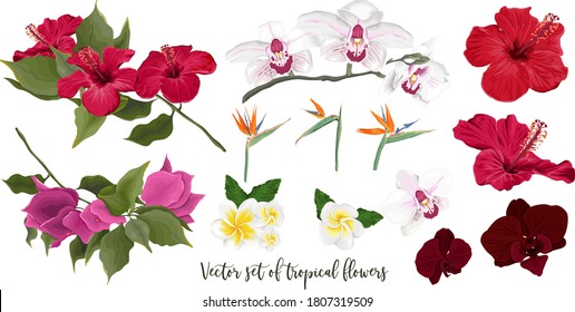 Vector set of tropical flowers. Orchid, hibiscus, bougainvillea, strelitzia, frangipani, orchid. Flowers and leaves on a white background.