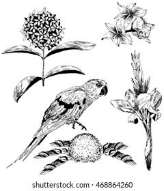 Vector set of tropical flowers and Parrot for your design