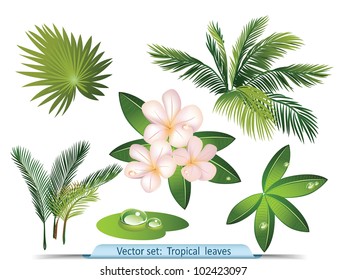 Vector set of tropical leaves