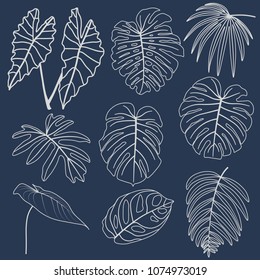 Vector set of tropical leaves.