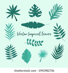 Conjunto de vectores de hojas tropicales