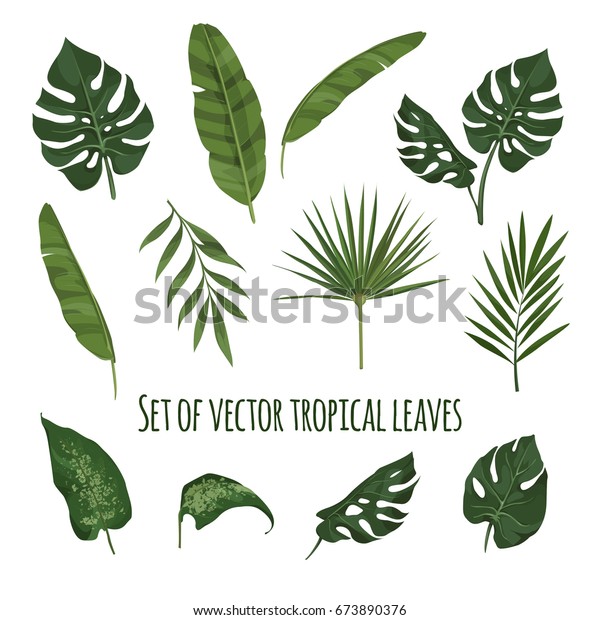 Vector Set Tropical Leaves Stock Vector (Royalty Free) 673890376
