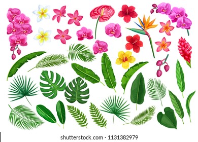 Vector set tropical leaves and flowers. Jungle exotic leaf philodendron, monstera, areca palm, royal fern and plumeria. Strelitzia, anthurium, hibiscus, orchid and ginger flower.