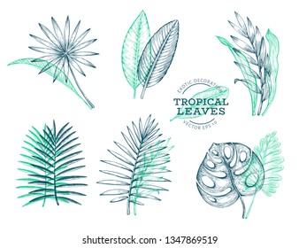 Vector set of tropical leaves. Hand drawn tropical summer exotic plant. Jungle leaf, chamaerops, chalatea, philodendron, chamaedorea, banana palm leaves engraved style. Vintage illustrations