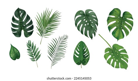 Conjunto vectorial de hojas tropicales. Palm dibujada a mano ilustra el conjunto de vectores de acuarela