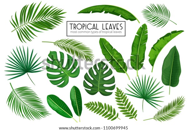 Vector set tropical\
leaves. Jungle exotic leaf philodendron, areca palm, royal fern,\
plumeria and etc. Illustration for summer tropical paradise\
advertising design\
vacation.