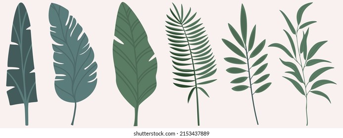 Vektorset aus tropischen Blättern auf weißem Hintergrund. Blätter von Philodendron, Kalathea, Palmblätter, Blätter von Scindapsus. Handgezeichnetes Botanik-Set. Illustration zum Verpacken von Papier, Speisekarte, Einladung, Dekoration