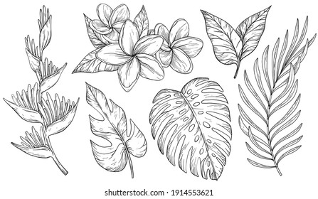 Vector set of tropical leaves. Palm, banana leaf, monstera, heliconia and Frangipani flowers. Black and white