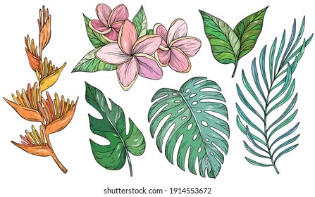 Vector Set Of Tropical Leaves. Palm, Banana Leaf, Monstera, Heliconia And Frangipani Flowers