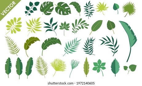 Vector set tropical leaves palm summer exotic jungle green leaf illustration. Tropical plant botanical Hawaii nature decoration floral green leaves. Flower tropic beach monstera tree.