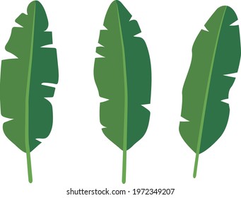 Vector set tropical leaves palm summer exotic jungle green leaf illustration. Tropical plant botanical Hawaii nature decoration floral green leaves. Flower tropic beach monstera tree with line cut.