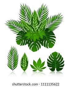 Vector set of tropical palm leaves, isolated on white background. Foliage design elements of tropical nature.