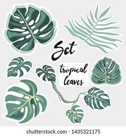 Vector set of tropical palm leaves, jungle leaves, set isolated on gray background. Vector illustration.