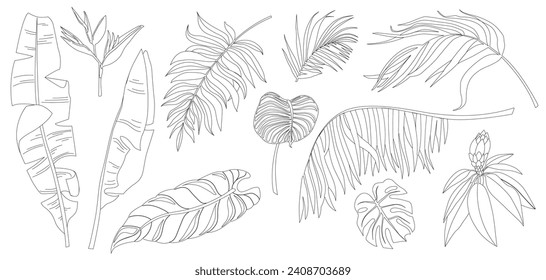 Vector set of tropical palm leaves, colouring book isolated on white background. Foliage design elements of tropical nature. Stylized images and simple shapes for logos and natural decor.