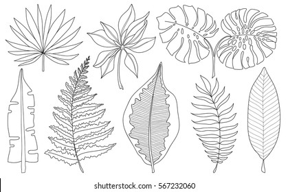 Vector set of tropical palm leaves, black silhouettes isolated on white background. Foliage design elements of tropical nature. Stylized images and simple shapes for logos and natural decor.