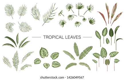 Vector set of tropical plant leaves. Jungle foliage collection. Hand drawn palm tree, banana, monstera, dieffenbachia, Terminalia, fern, alocasia, cordyline. Home tropic leaf clip art
