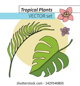 Vector set of tropical plants from 4 elements isolated on white background. For design, advertising posters, patterns, cards, postcards