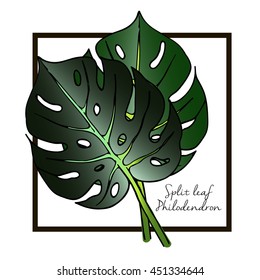 Vector set of tropical plants. Monstera deliciosa philodendron split leaves. Decorated with square border. Color vintage engraved illustration.