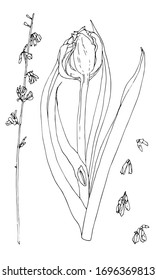 Vector set of tulip flower with leaves and branch with small flowers and separated flower buds. Ink hand drawn sketch on white