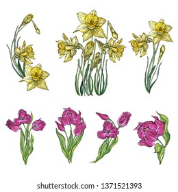 Vector set of Tulip and Narcissus flowers