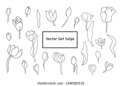 Vector Set tulips clipart. Botanical spring flowers hand drawn black contour on white isolated background lineart. Design for cards, weddings, coloring, web, wrapping paper.