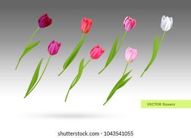 Vector set of tulips flowers
