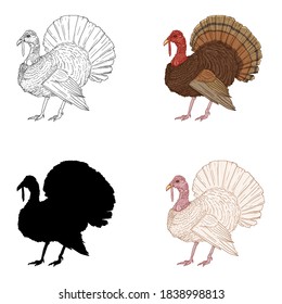 Vector Set of Turkey Illustrations. Sketch, Cartoon and Silhouette Farm Bird Illustration.