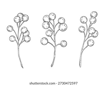 Vektorgrafik von Zweigen mit Beeren. Handgezeichnete Abbildungen von Zweigen und Beeren. Grafik, Zeichnung, Tinte. Handgezeichnete Abbildung. Design und Dekoration.