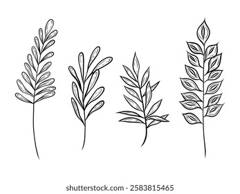 Vector set of twigs with leaves. Hand drawn vector graphics. Illustrations of twigs, botanical drawings. Doodle style, line art. Design and packaging