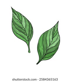 Vector set two green leaves. Hand drawn vector graphics, green tree leaves. Design and decoration, ecology, nature theme. Linear color drawing, green leaves on a white background.