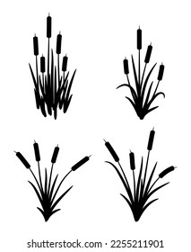 vector set typhaceae marsh herb and leaves   spike flowers  black reed grass symbols isolated white background  marsh reed logo for botanical illustrations