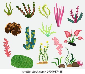 Vector set of underwater plants and different kinds of coral reef illustration.Funny illustration cartoon style isolate on white.underwater plant. ocean and sea plants for aquarium.