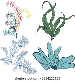 Vector set of underwater plants. Hand painted laminaria and anything algae isolated on white background. For design, print, fabric or background.