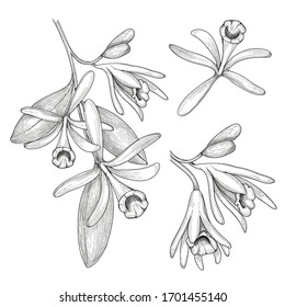 Vector set with vanilla hand drawn illustrations