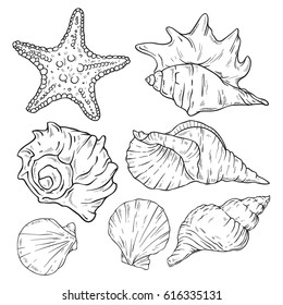 Vector Set of various beautiful mollusk sea shells and starfish, sketch style illustration isolated on white background. Realistic hand drawing of seashells and starfish.