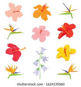 Vector set of various, exotic, realistic, detailed tropical flower buds: bellflower, hibiscus, strelitzia in color, isolated, on white background.