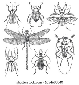 Vector set of various insects in retro style. Bugs, dragonfly and other beetles. Realistic collection of contour drawings of beetles. Vector illustration isolated on background