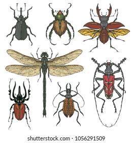 Vector set of various insects in retro style. Bugs, dragonfly and other beetles. Realistic collection of contour drawings of beetles. Vector illustration isolated on background