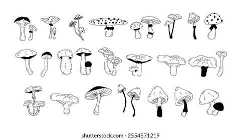 Vector set of various poisonous and edible mushrooms in doodle style. Seasonal hand-drawn mushrooms in line art style for design. Toadstool, fly agaric, chanterelle, boletus. Isolated stock graphics