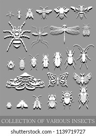 Vector set of various small insects . Top view