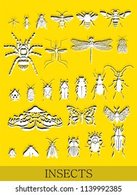 Vector set of various small insects . Top view