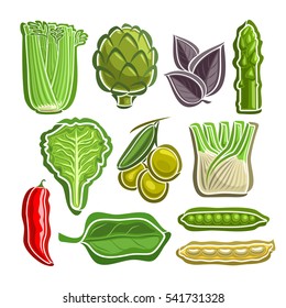 Vector Set Vegetables simple Logo: celery, artichoke, basil, asparagus, lettuce, olives, fennel, chilli, spinach, beans, peas; abstract primitive simplistic vegetables logo or icon, isolated on white.