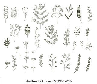 vector set of vegetative elements of abstract flowers and leaves. drawn doodles by hand. design graphics for the design of flyers, posters, cards, wedding invitations vector set of vegetative elements of abstract flowers and leaves. drawn doodles by hand. design graphics for the design of flyers, posters, cards, wedding invitations