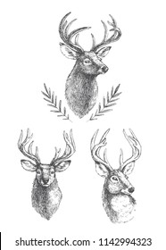 Vector set of vintage deer heads isolated on white. Hand drawn illustrations of engraved animal portrait.