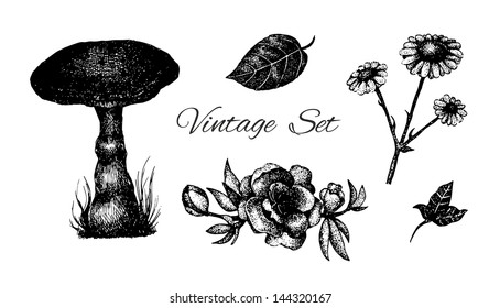 Vector set of vintage etching flowers, leaves and mushroom.