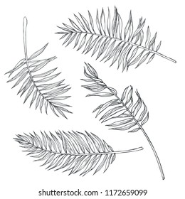 Vector set of vintage hand drawn palm leaves isolated on white. Botanical illustration of branch of tropical plant in engraving style. Sketches of natural elements for floral design