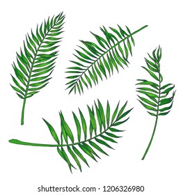 Vector set of vintage hand drawn palm leaves isolated on white. Botanical color illustration of branches of tropical plant in engraving style. Sketches of natural elements for floral design