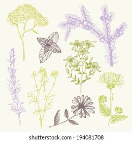 Vector set of vintage hand drawn medical herbs and spices.